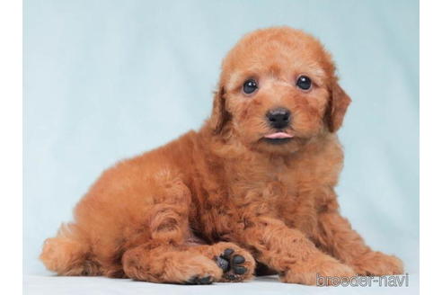 成約済の東京都のトイプードル-202088の2枚目